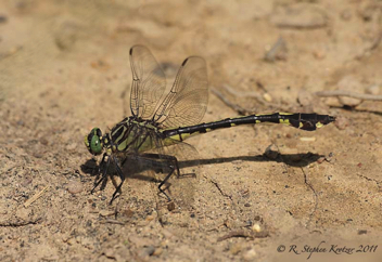 Gomphurus dilatatus, female